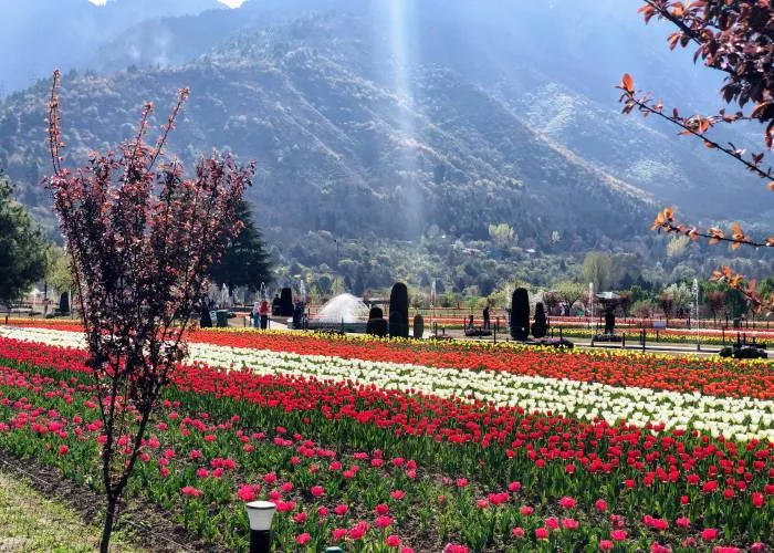 Kashmir, known as the "Paradise on Earth," is a picturesque region in northern India. It is famous for its scenic beauty, rich culture, and delicious food.