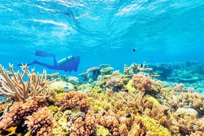 The Great Barrier Reef is one of the world's most breathtaking natural wonders, located off the coast of Queensland, Australia. Spanning over 2,300 kilometers, 