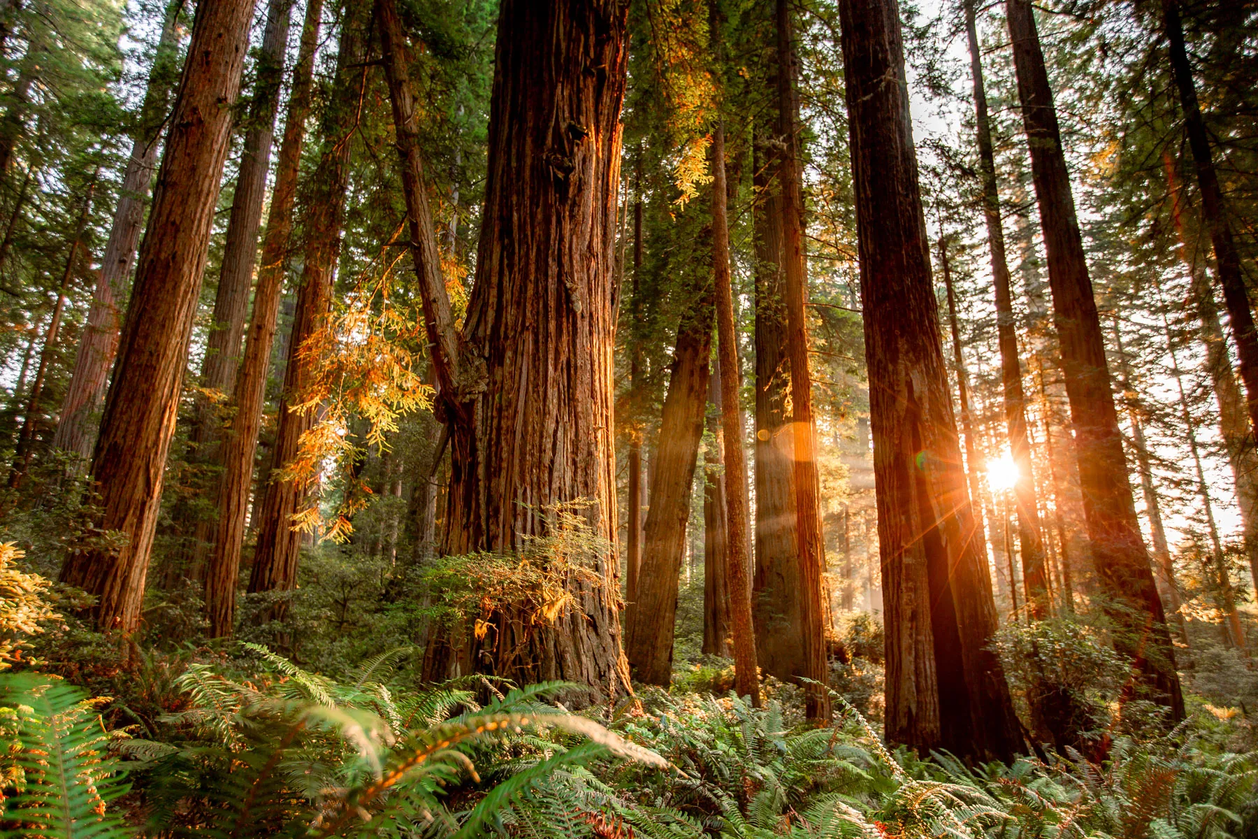 Redwood National and State Parks: Where Giants Touch the Sky