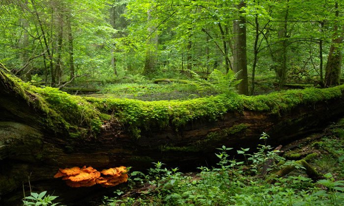 Bialowieza Forest: A Living Relic of Europe's Primeval Wilderness