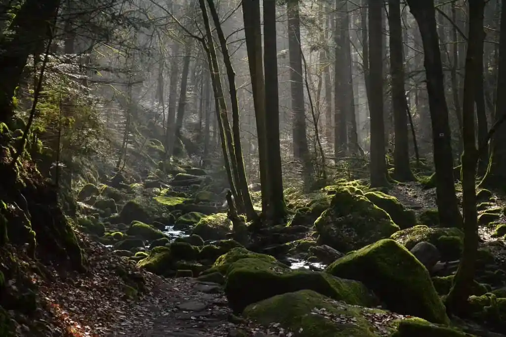 Mystical and Enchanting: Exploring the Secrets of the Black Forest, Germany