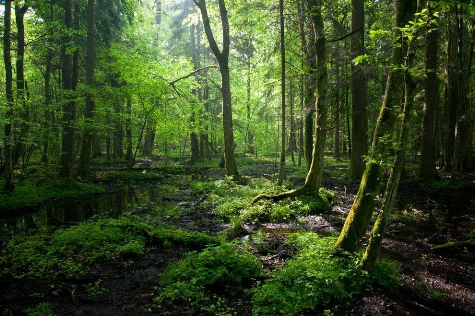Bialowieza Forest: A Living Relic of Europe's Primeval Wilderness